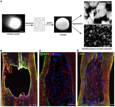 Microscale Architecture in Biomaterial Scaffolds for Spatial Control of Neural Cell Behavior